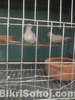 Diamond dove